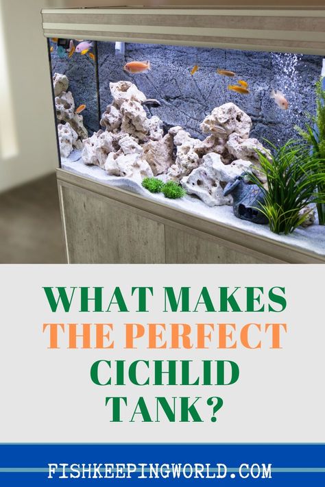 Wondering what makes the perfect cichlid tank? Cichlids are by far one of the most popular freshwater aquarium fish around. Unfortunately, Cichlids sometimes get a bad reputation for being difficult to keep, with people citing behavioral problems as one of the main reasons. We will give an overview on this pin of Cichlids and their basic care requirements. #cichlidtank #cichlid #fishkeeping Cichlid Tank Decor, Peacock Cichlid Tank, Cichlid Fish Tank Ideas, Chiclids Tank Ideas, Cichlid Aquarium Ideas Tanks, Cichlid Tank Ideas, African Cichlids Tank, 3 Gallon Fish Tank, African Cichlid Tank