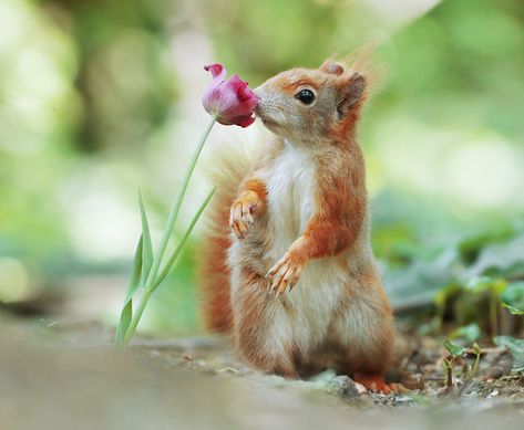 40 Amusing Wildlife Photos By Award-Winning Austrian Photographer Animals Wallpapers, Cute Squirrel, A Squirrel, Red Squirrel, Wildlife Photos, Wild Life, Sweet Animals, Animal Photo, Nature Animals