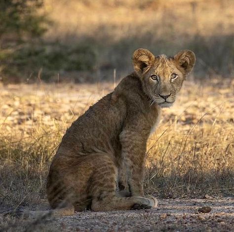 Lion Africa, African Wild Cat, Leopard Lion Hybrid, South Africa Wildlife, African Lion Safari Ontario, Animal Activism, Zambia, Endangered Species, African Safari