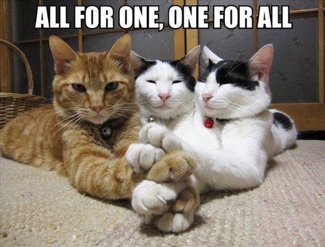 All for one Three Best Friends, Three Musketeers, Cat Boarding, Crazy Cat Lady, Bones Funny, Crazy Cats, Cat Pics, Cool Cats, Cat Memes