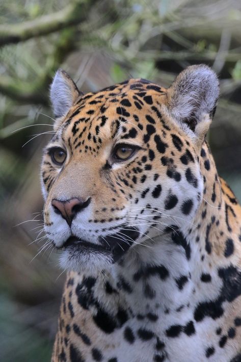 Jaguar Profile, Big Cats Photography, Jaguar Leopard, Cats Photography, Cat Photography, Side Profile, Leopards, Photo Reference, Animal Gifs