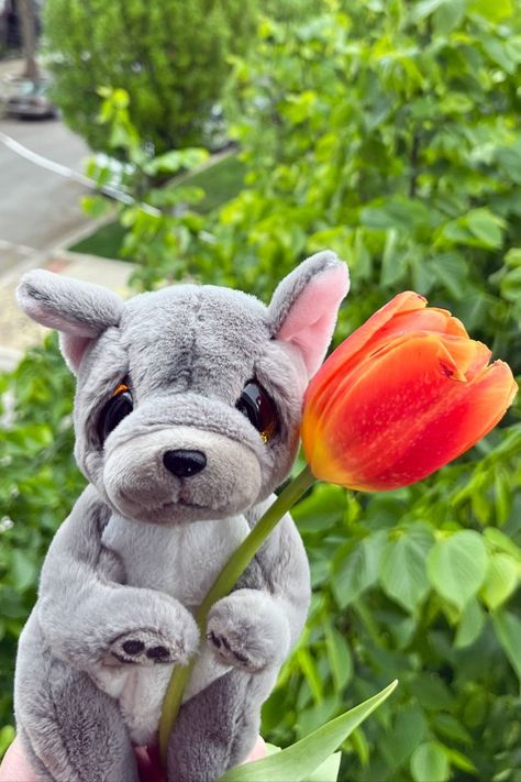 A tulip offering from Wilfred to get you through the week. Happy Monday! 🌷 Beanie Bellies, Beanie Boos, Build A Bear, Happy Monday, Toys, Animals, Quick Saves