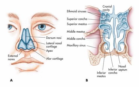 Nose, nasal cavity, and pharynx: (A) nasal cartilages and external structure; (B) meatus and positions of the entrance to the ethmoid and maxillary sinuses. Nose Diagram, Digestive System Anatomy, Paranasal Sinuses, Maxillary Sinus, Natural Antifungal, Sinus Cavities, Parts Of The Nose, Nasal Septum, Neck Surgery