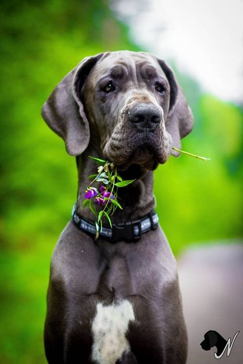 Great Dane Photoshoot, Great Dane Photography, Pet Photography Poses, Calendar Inspiration, The Great Dane, Dogs Lover, Photography Shoot, Dane Dog, Pet Photos