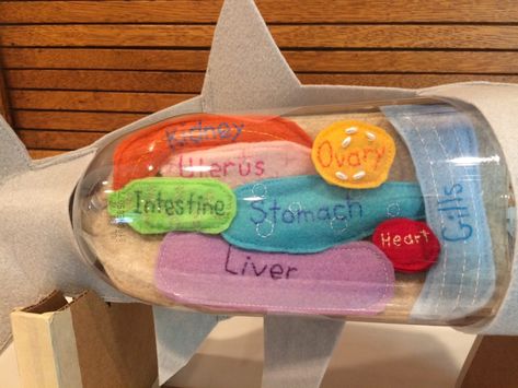 Shark Anatomy, Fish Anatomy, Biology Experiments, Camp Themes, Shark Stuff, Summer Camp Themes, Toddler Craft, Anatomy Models, Skin Model