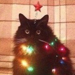 Black Cat, Christmas Tree, Christmas, Black