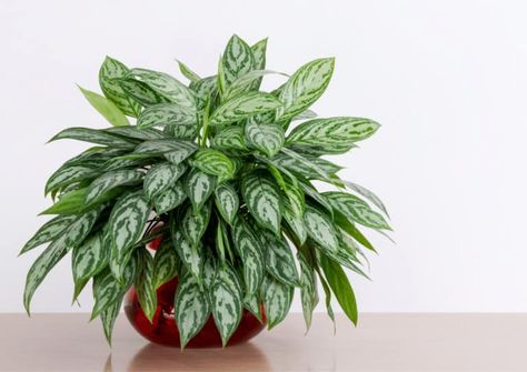 7 Best Plants For A Dark Office (With No Natural Light) - Eden Indoors Plants Names, Chinese Evergreen Plant, Low Light Indoor Plants, Calathea Plant, Chinese Evergreen, Pond Plants, Plant Problems, Pothos Plant, Iron Plant