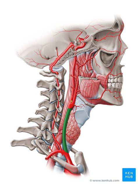 Common Carotid Artery, Neck Muscle Anatomy, Punkty Spustowe, Ear Reflexology, Internal Carotid Artery, Vertebral Artery, Head Anatomy, Facial Anatomy, Basic Anatomy And Physiology