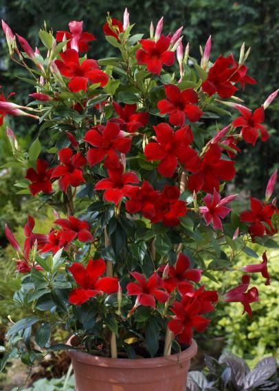 Mandevilla 'Sun Parasol' Mandevilla Vine, Sun Parasol, Tanaman Pot, Climbing Flowers, Garden Vines, Container Gardening Flowers, Garden Containers, Flowering Vines, Climbing Plants