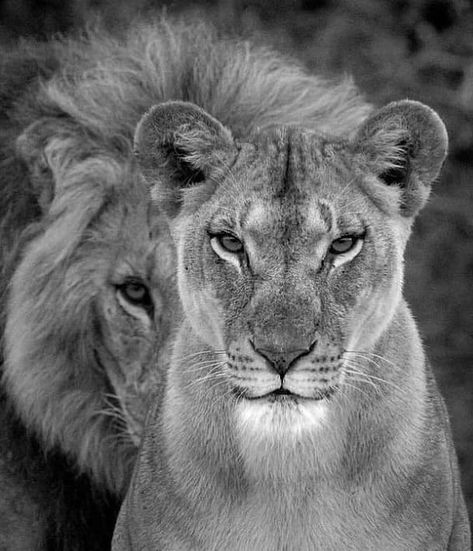 Lion Photography, Lion Images, Lion Pictures, Animal Print, Lion, Free Delivery, Australia, Black And White, Canvas