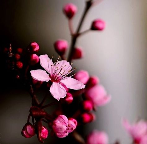 Paper Phone, Blossom Cherry, Cherry Blossom Wallpaper, Wall Paper Phone, Cherry Flower, Beautiful Flowers Wallpapers, Flower Phone Wallpaper, Blossom Trees, Beautiful Nature Wallpaper