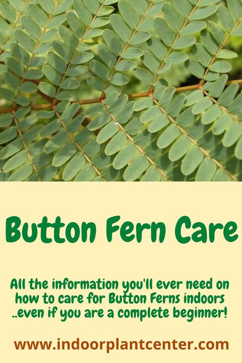 Button Fern Care, Fern Care Indoor, Peace Lily Indoor, Ponytail Palm Care, Prayer Plant Care, Plumeria Care, Anthurium Care, Button Fern, Fern Care