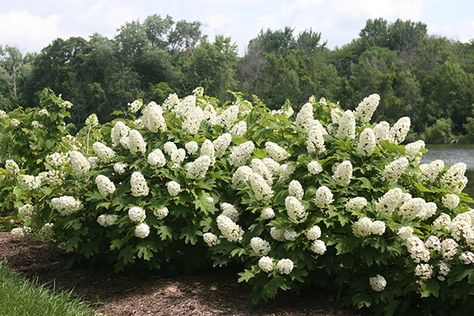 5 Top-Rated Shrubs for Easy Maintenance Landscapes | Proven Winners Shrub Borders Ideas, Shrubs Around Deck, Shrub Border Ideas, Modern Front Garden Design, Wisconsin Landscaping Ideas, Easy Maintenance Landscaping, Border Shrubs, Plants For Borders, Modern Front Garden