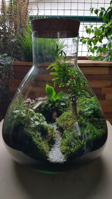 Moss Closed Terrarium, Small Fairy Garden Terrarium, Terrarium Hardscape Ideas, Plant Terrarium Aesthetic, Plant Terrarium Closed, Mini Terrariums In Jars, Plants In Terrarium, Terrarium With Snails, Terrarium House Ideas