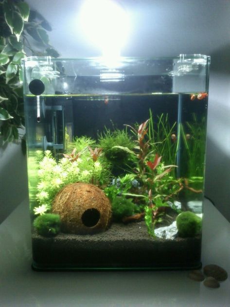 Minimalist Aquarium, Beta Tank, Fish Tank Themes, Fish Tank Terrarium, Cool Fish Tanks, Aquascape Design, Fish Tank Design, Betta Aquarium, Tropical Fish Tanks