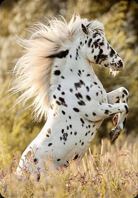 Spotted Horse, I Love Horses, Horse Braiding, Beautiful Horses Photography, Horse Inspiration, Appaloosa Horse, Love Horses, Wild Animals Pictures, Horse Wallpaper