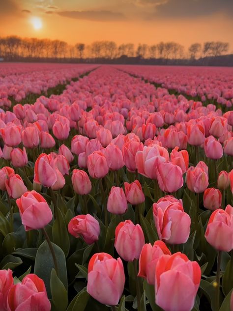 Twolip Flowers Aesthetic, Perserving Flowers, Printemps Aesthetic, Pink Tulips Wallpaper Aesthetic, Light Pink Tulips, Pretty Flowers Pictures, Sky Art Painting, Corak Bunga, Pretty Wallpapers Tumblr