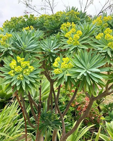 Euphorbia Lambii, Euphorbia Plant, Truffula Trees, Succulent Soil, Landscaping Plants, Retaining Wall, Tropical Garden, Terracotta Pots, Succulents Garden