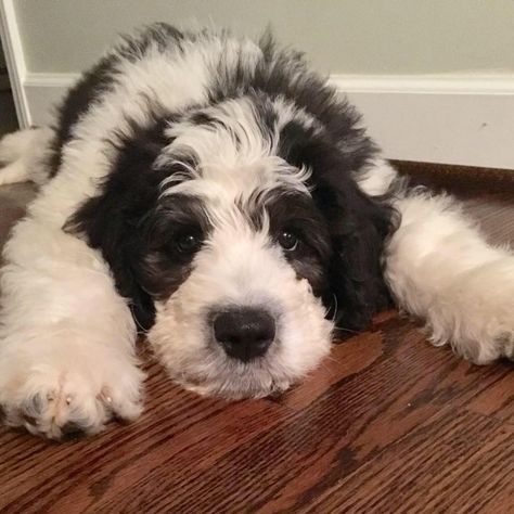 Saint Bernadoodle, Saint Berdoodle, Bernadoodle Puppy, St Berdoodle, Bernedoodle Puppy, Crazy Dog Lady, Puppies And Kitties, Doodle Dog, Puppy Photos