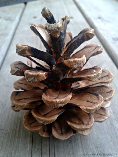 Day One Photography: Pinecone photo by #FredaMans Form Photography Element, Natural Forms Reference, Acorns And Pinecones, Natural Forms Gcse Photography, Pine Cone Photography, Structure In Nature, Plants Reference Photos, Natural Form Photography, Organic Forms In Nature