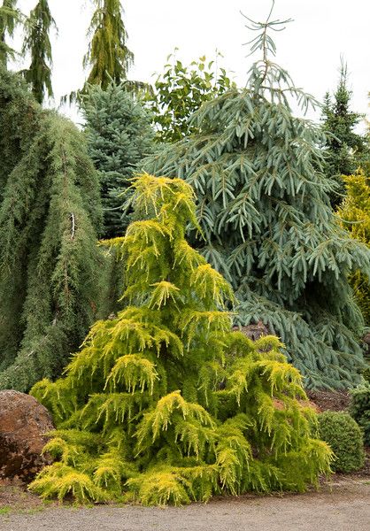 Sunset EASY CARE Book - EyeoftheLady Deodar Cedar, Evergreen Landscape, Conifers Garden, Evergreen Garden, Privacy Landscaping, Front Landscaping, Plant Photos, Garden Shrubs, Have Inspiration