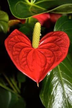 These Beautiful Natural Hearts Found around the Globe Will Put a Smile on Your Face 2 Heart Shaped Flowers, Anthurium Plant, Heart In Nature, Romantic Holiday, Heart Pictures, Picture This, Exotic Flowers, Flower Beauty, Types Of Flowers