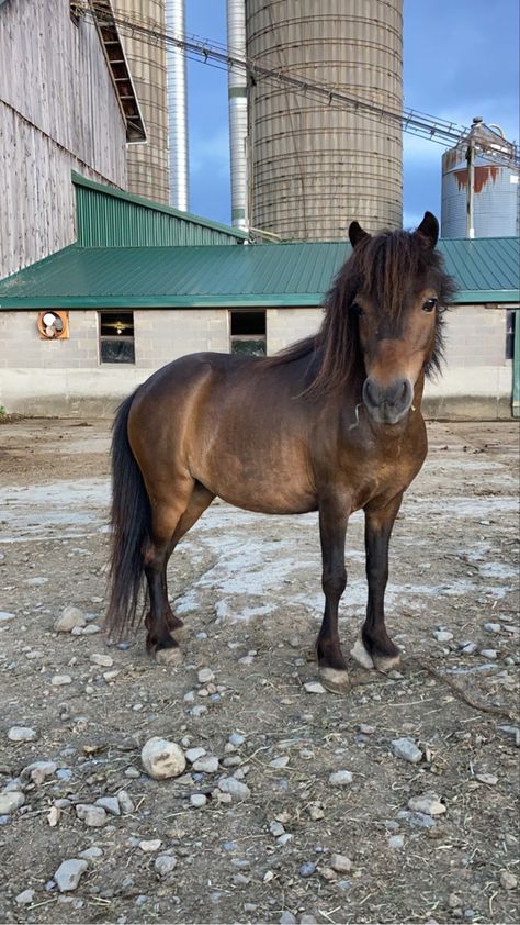 Bay Pony, Pony Aesthetic, Shetland Ponies, Connemara Pony, Bay Horses, Miniature Ponies, Miniature Horses, Horse Games, Mini Pony