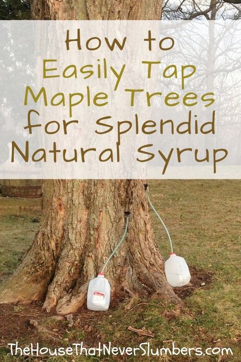 Tapping Maple Trees, Maple Trees, Survival Food, Maple Tree, Survival Prepping, Outdoor Survival, Survival Tips, Survival Kit, Emergency Preparedness