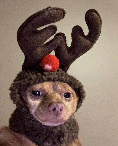 Funny Christmas Animals, Christmas Monkey, Dog Christmas Photos, Dog Christmas Pictures, Christmas Memes, Pets Cute, Funny Animal Photos, Dog Branding, Chihuahua Love