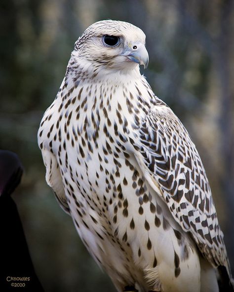 Gyrfalcon Falcon--gorgeous raptor bird Falcon Art, Raptors Bird, Peregrine Falcon, Boise Idaho, Bird Drawings, Pretty Birds, Birds Of Prey, In Flight, Wild Birds