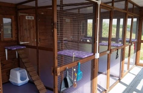 Animals Sanctuary, Cattery Ideas, Cat Kingdom, Pet Craft, Farm Cat, Bunny Room, Cat Kennel, Cat Flap, Outdoor Cat Enclosure