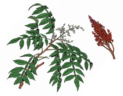 Sumac Tattoo, Poison Sumac Plant, Sumac Plant, Sumac Tree, Quercus Alba, Leaf Identification, Plant Notes, Eastern Canada, Farm Logo