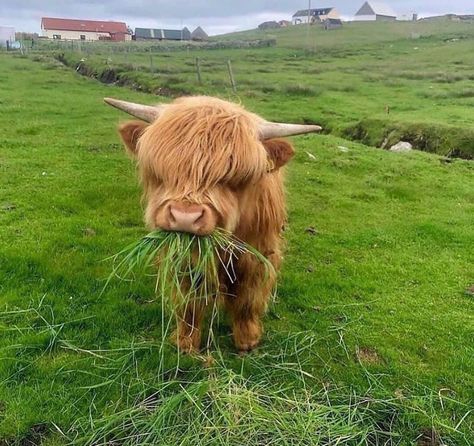 Moo Moo Meadows, Dog Funny Pictures, Puppy Humor, Cutest Puppies Ever, Funny Puppy, Dog Humor, Cute Animal Pics, Highland Cattle, Cutest Puppies