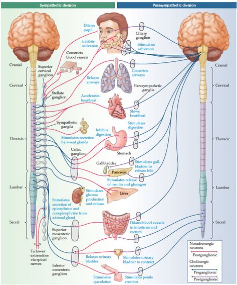 Overview of the sympathetic and parasympathetic divisions of the visceral motor system (This awesome figure is from "Neuroscience" by Dale Purves) Neuro Anatomy, Sympathetic And Parasympathetic, Nervous System Anatomy, Pa Life, Human Nervous System, Brain System, Anatomy Coloring Book, Yoga Information, Chakra Health