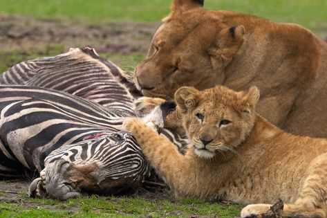 Lion meal. Lion with cub eating a Zebra #Sponsored , #AD, #ad, #meal, #eating, #cub, #Lion Carnivore Dinner, Lion Eating, Lions Photos, Zebras, Vector Pattern, Stock Images Free, Photo Image, Lion, Stock Photos