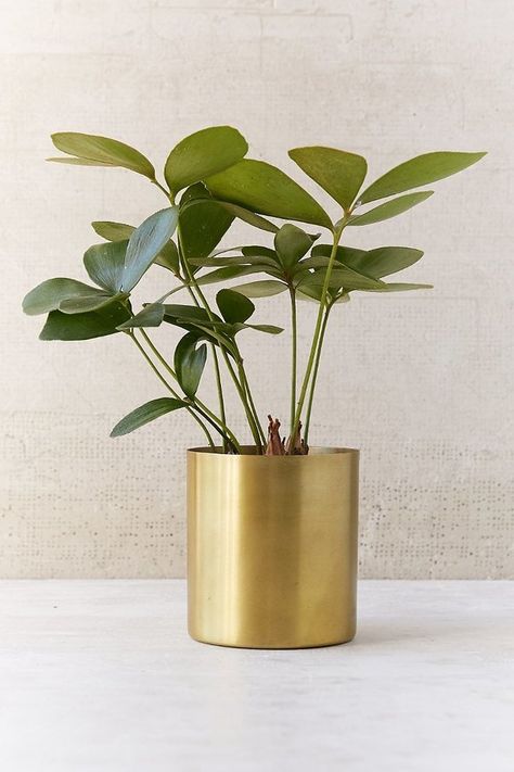 Urban Outfitters Mod Metal Planter ($10) | 30 Stylish Home Decor Pieces All Under $100 | POPSUGAR Home Gold Planter, نباتات منزلية, Gold Vase, Deco Nature, Astuces Diy, Decor Pillows, Metal Planters, Small Planter, Stylish Home Decor