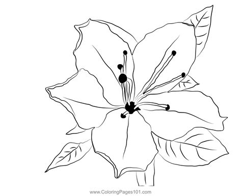 Azalea Flower Coloring Page Azalea Drawing, Azalea Flower Tattoo, Azalea Tattoo, Azalea Flower, Fabric Painting Techniques, Flower Drawing Tutorials, Flower Coloring Pages, Nature Journal, Tattoos Ideas