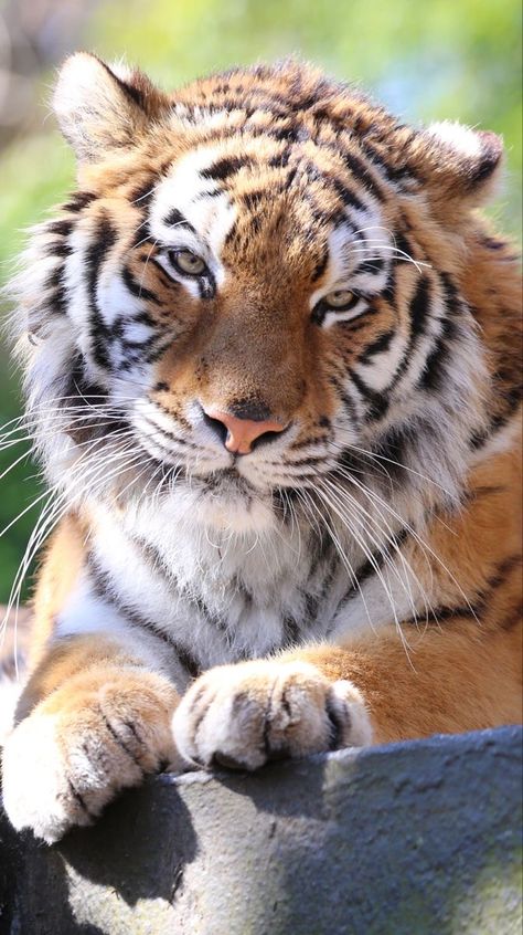 Tiger Aesthetics, Tiger Bedding, Tiger Pillow, Tiger Jewelry, Panthera Tigris, Tiger Hoodie, Tiger Love, Gato Grande, Tiger Pictures