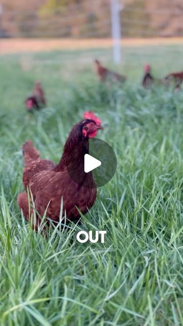 Dirk Tanner on Instagram: "TWO HUGE PROBLEMS WITH RAISING LAYING HENS ON PASTURE #backyardchickens #layinghens #pastureraised #homestead #homesteading #chickens #raisingchickens #pastureraisedeggs #pasturedpoultry" Homesteading Chickens, Pastured Poultry, Pasture Raised Eggs, Laying Hens, Raising Chickens, Chickens Backyard, On Instagram, Instagram, Keeping Chickens