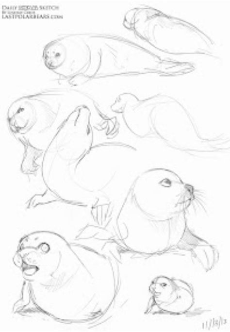 Animal Sketch, Drawing Cartoon Faces, Animal Illustration Art, Animal Drawings Sketches, Drawing Examples, Posca Art, Animal Study, Animal Sketches, Sea Lion