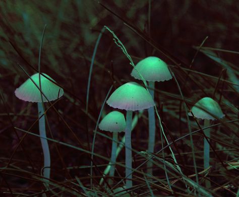 magical mushrooms Blue Mushrooms, Mushroom Pictures, Slime Mould, Mushroom Fungi, Mushroom Art, Green Aesthetic, In The Dark, Fish Pet, Stuffed Mushrooms