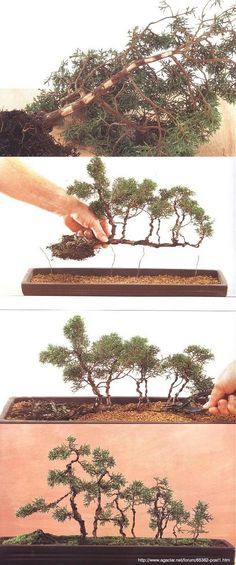 Straw Gardening, Gardening Jokes, Bonsai Forest, Bonsai Tree Types, Bonsai Tree Care, Bonsai Techniques, Spring Gardening, Gardening Hat, Bonsai Styles