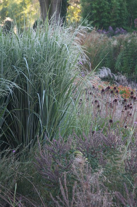 Panicum virgatum 'Northwind' | Guy Henderieckx | Flickr Fenceline Landscaping, Panicum Virgatum, Native Plant Landscape, Indoor Flowering Plants, Prairie Garden, Gardening Zones, Grasses Landscaping, Gravel Garden, Flower Garden Design