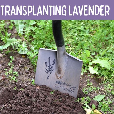 Thinking about transplanting lavender? Here are 4 helpful tips on keeping your lavender happy and minimize transplant shock! How To Propagate Lavender From Cuttings, Transplanting Lavender Plants, How To Harvest Lavender Flowers, When To Harvest Lavender, Growing Lavender From Clippings, Transplanting Hydrangeas, Transplant Lavender Plants, Lavender Companion Plants, English Lavender Plant