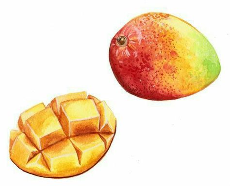 Mango Illustrations, Mango Watercolor, Fruits Drawing, Food Sketch, Watercolor Food, Watercolor Fruit, Fruit Illustration, Illustration Food, Fruit Painting