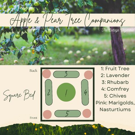 Mini Fruit Tree Guild for Small Gardens | Companion Plant for Dwarf Apples or Pears | The Cottage Vegetable Fruit Guild, Fruit Tree Guild, Sitting Garden, Tree Guild, Homestead Land, Permaculture Food Forest, Horticulture Garden, Backyard Orchard, Farm Landscaping