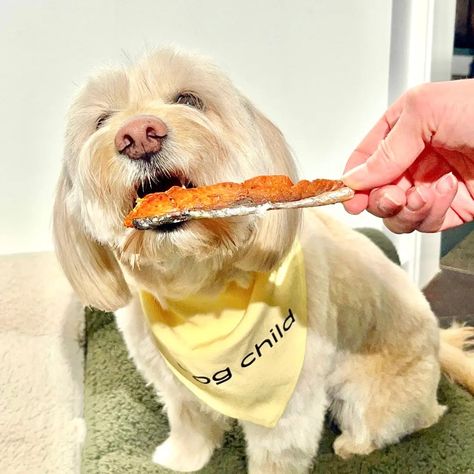 Jerky For Dogs, Air Fried Salmon, Salmon Jerky, Salmon Dog Treats, Oven Salmon, Dog Treats Recipe, Pet Treats Recipes, Making Jerky, Burger Dogs