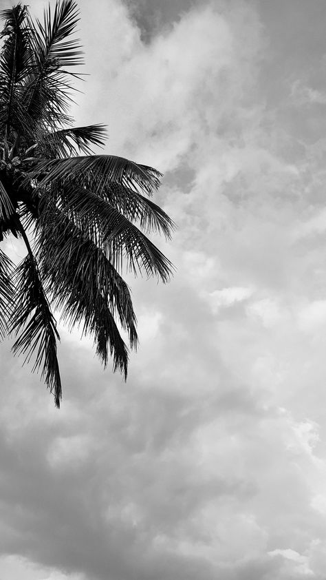 Coconut Tree Photography, Coconut Tree Aesthetic, Coconut Tree Wallpaper, Aesthetic Tree, Palm Tree Photography, Tattoos Aesthetic, Hanuman Jayanti, Object Photography, Design Layouts