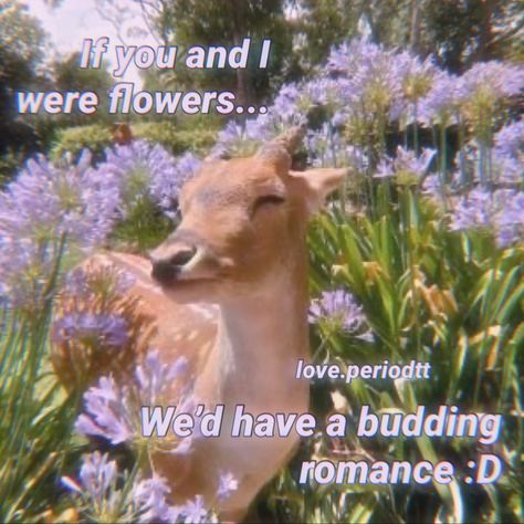 A floral pickup line delivered by the cutest baby🥺 Cutest Pick Up Lines, Wholesome Pickup Lines, Pickup Line, Pickup Lines, Love Memes, Cute Memes, Wholesome Memes, Pick Up Lines, Ecology