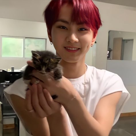 Jungwon With Kitten, Enhypen With Animals, Jungwon Bf Pics, Jungwon With Cat, Jungwon Cute Pics, Cat Jungwon, Jungwon Cat, Diy Cat Ears, Enhypen Meme